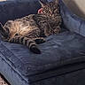 animal, blue_couch, carpet, cat, cozy, domestic, feline, fur, furniture, home, indoor, lounging, paw, pet, relaxed, resting, tabby, tail, velvet, whiskers