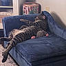animal, blue_couch, carpet, cat, cozy, decor, feline, furniture, home, indoor, mammal, miniature_couch, pet, relaxed, resting, sleeping, small_toy, striped, tabby_cat, toy