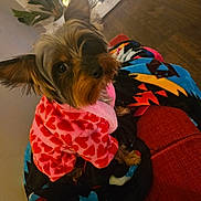 Gabana Jean is registered to the contest to win money with this photo: dog, small_dog, pet, sweater, heart_pattern, blanket, colorful, red_couch, indoor, plant, mirror, fur, ears, cute, cozy, seated, looking_up, home, living_room, portrait