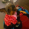 dog, small_dog, pet, sweater, heart_pattern, blanket, colorful, red_couch, indoor, plant, mirror, fur, ears, cute, cozy, seated, looking_up, home, living_room, portrait