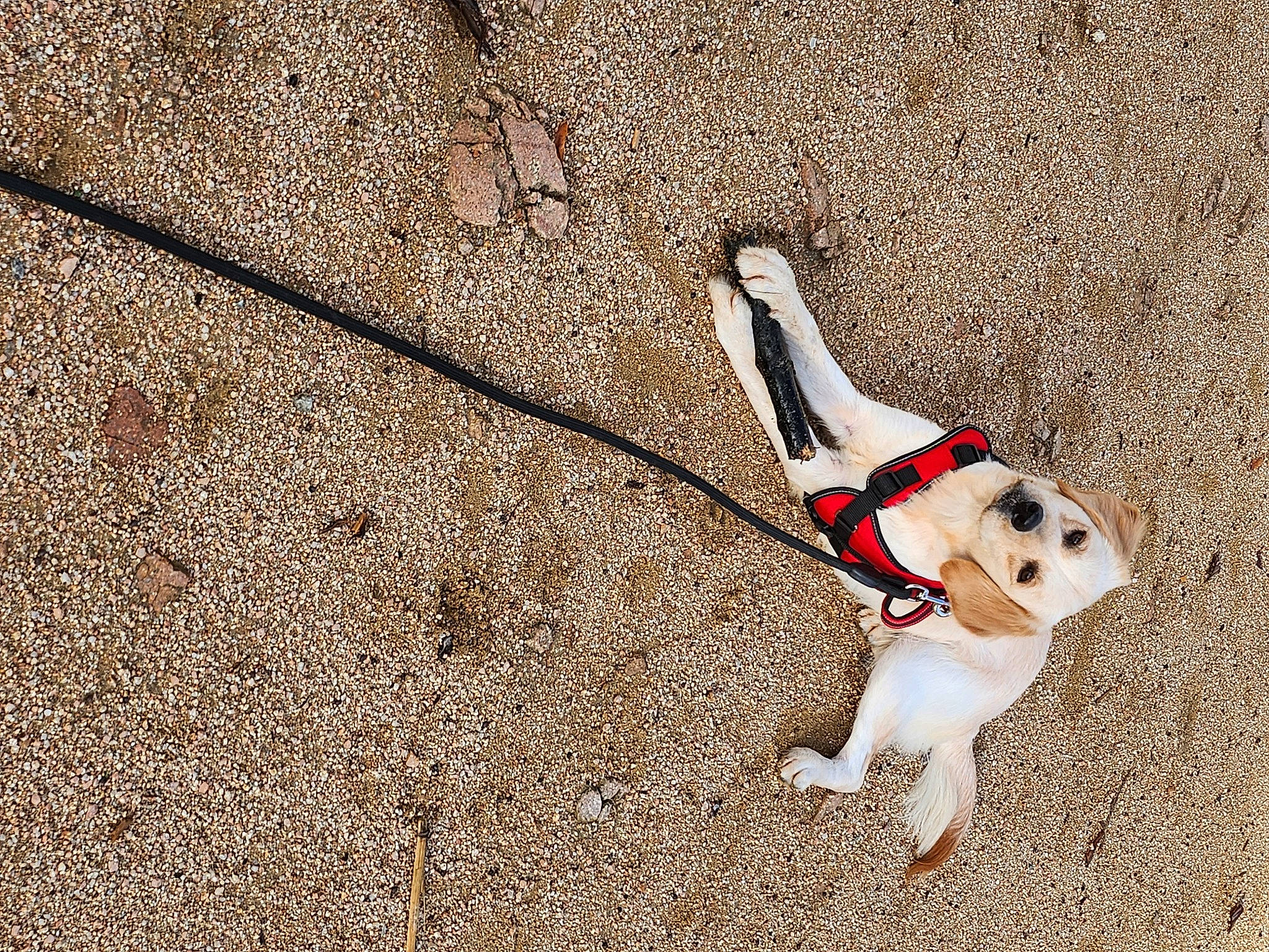 June a rejoint le concours — aidez-le/la à gagner de superbes lots ! canidae, carnivore, collar, companion_dog, dog, dog_breed, dog_collar, dog_supply, grass, leash, pet_supply, road_surface, shadow, snout, soil, sporting_group, tail, terrestrial_animal, wood, working_animal