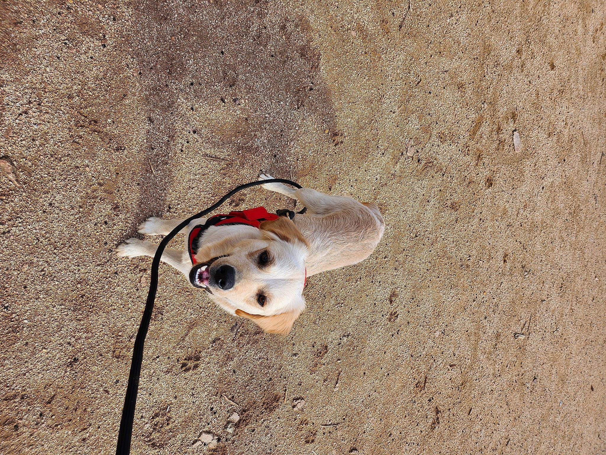 June participe au concours pour gagner de l'argent avec cette photo : beach, canidae, carnivore, collar, companion_dog, dog, dog_breed, dog_supply, fashion_accessory, fawn, foot, landscape, leash, pet_supply, pug, sand, shadow, soil, sporting_group, sunglasses