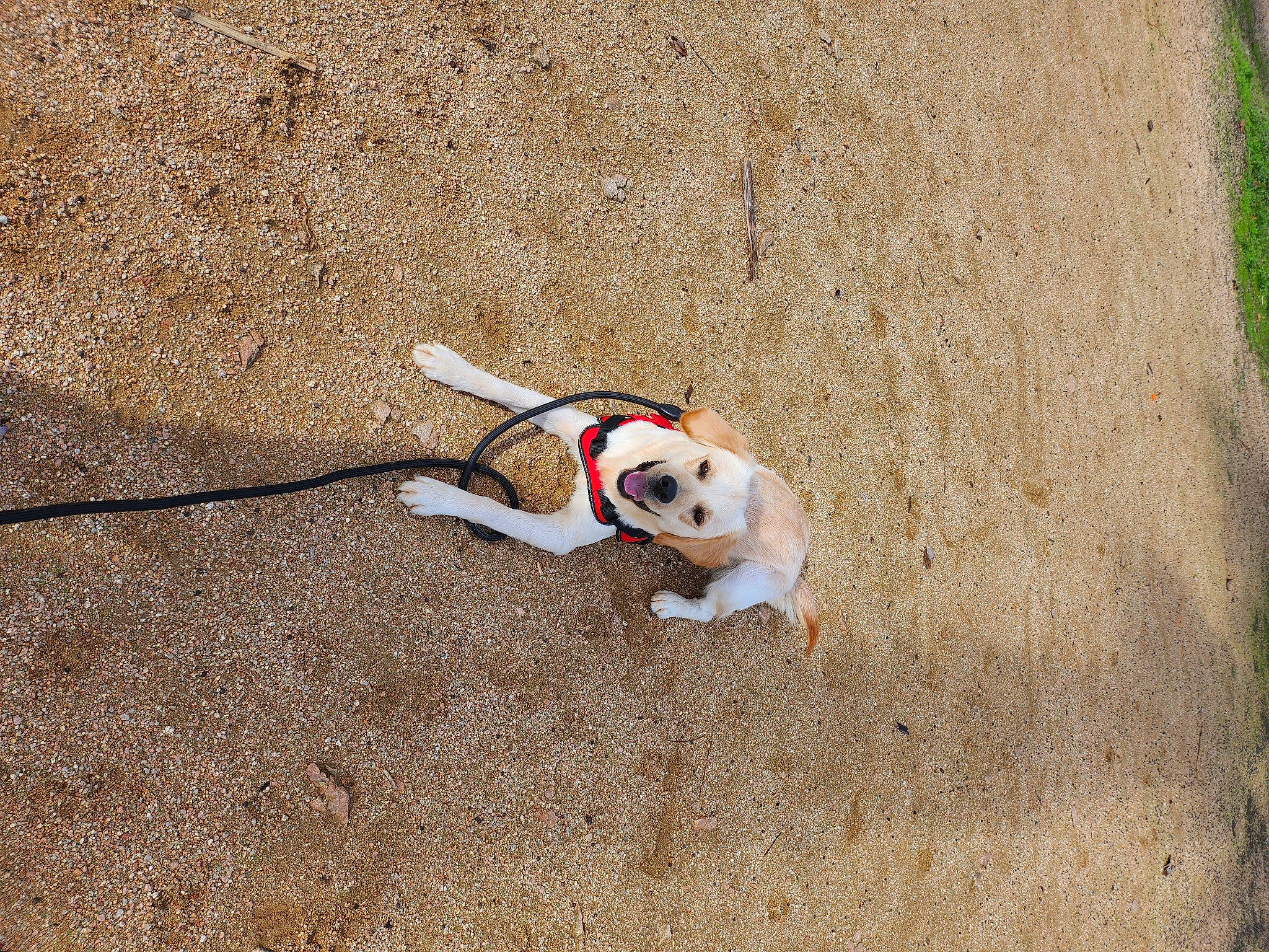 June a rejoint le concours — aidez-le/la à gagner de superbes lots ! beach, canidae, carmine, carnivore, collar, companion_dog, dog, dog_breed, dog_supply, leash, non_sporting_group, pet_supply, sand, shadow, snout, soil, tail, terrestrial_animal, toy, working_animal