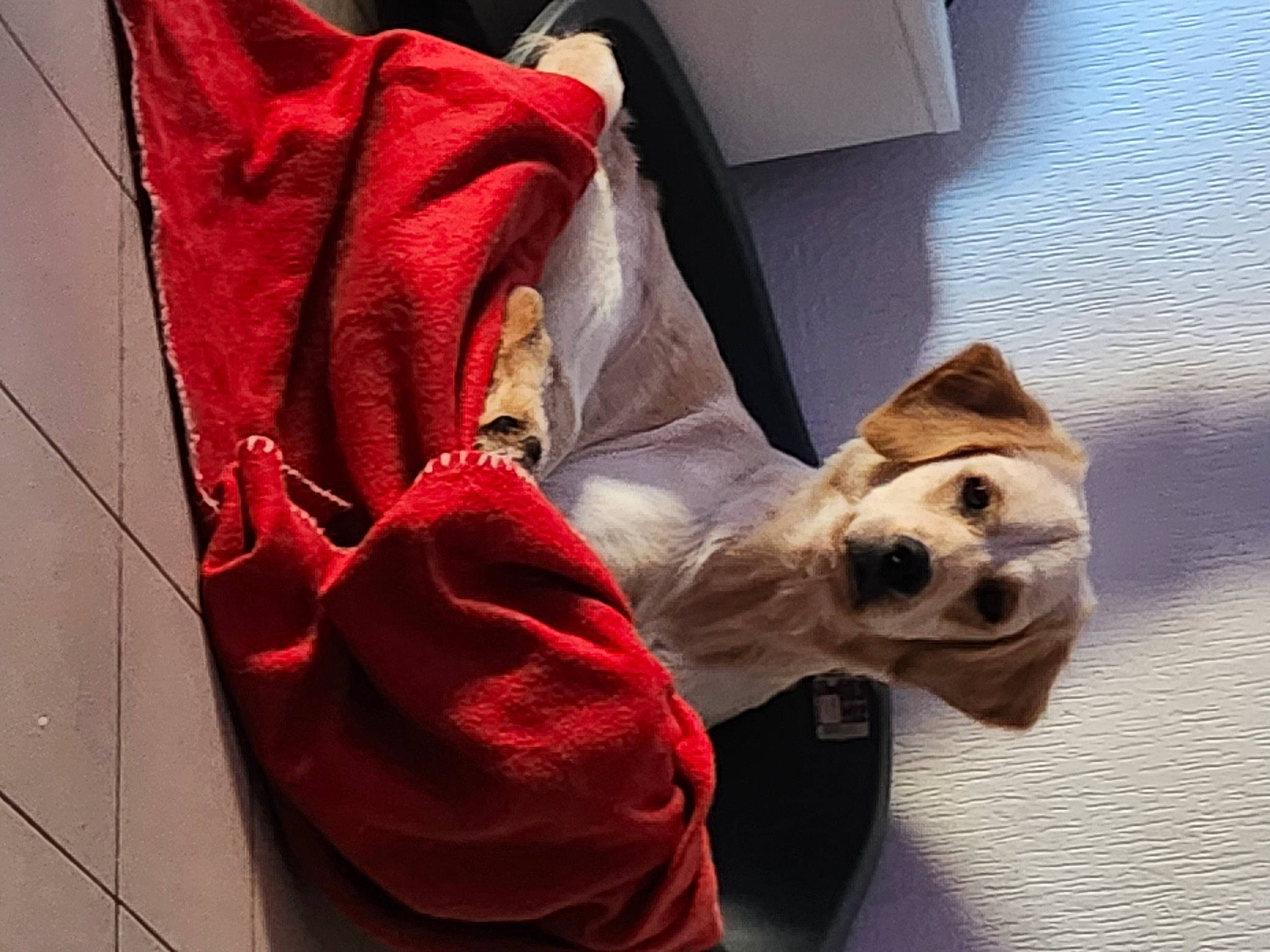 June a rejoint le concours — aidez-le/la à gagner de superbes lots ! canidae, carmine, carnivore, comfort, companion_dog, dog, dog_breed, dog_supply, fawn, flooring, foot, fur, human_leg, room, selfie, shoe, snout, sporting_group, whiskers, working_animal