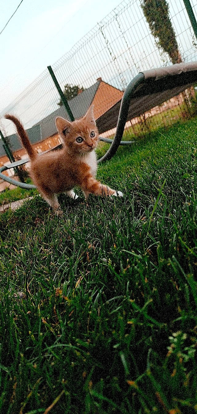 Rouquin participe au concours pour gagner de l'argent avec cette photo : canidae, eye, felidae, fence, fur, grass, grass_family, grassland, groundcover, lawn, metal, plant, rodent, small_to_medium_sized_cats, snout, squirrel, tail, terrestrial_animal, whiskers, wood