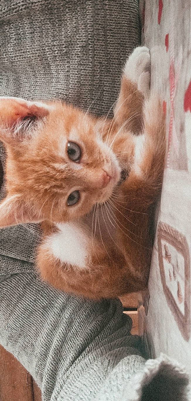 Rouquin a rejoint le concours — aidez-le/la à gagner de superbes lots ! animal_shelter, carnivore, cat, cat_supply, claw, domestic_short_haired_cat, fawn, felidae, fur, paw, small_to_medium_sized_cats, snout, tail, terrestrial_animal, whiskers, window