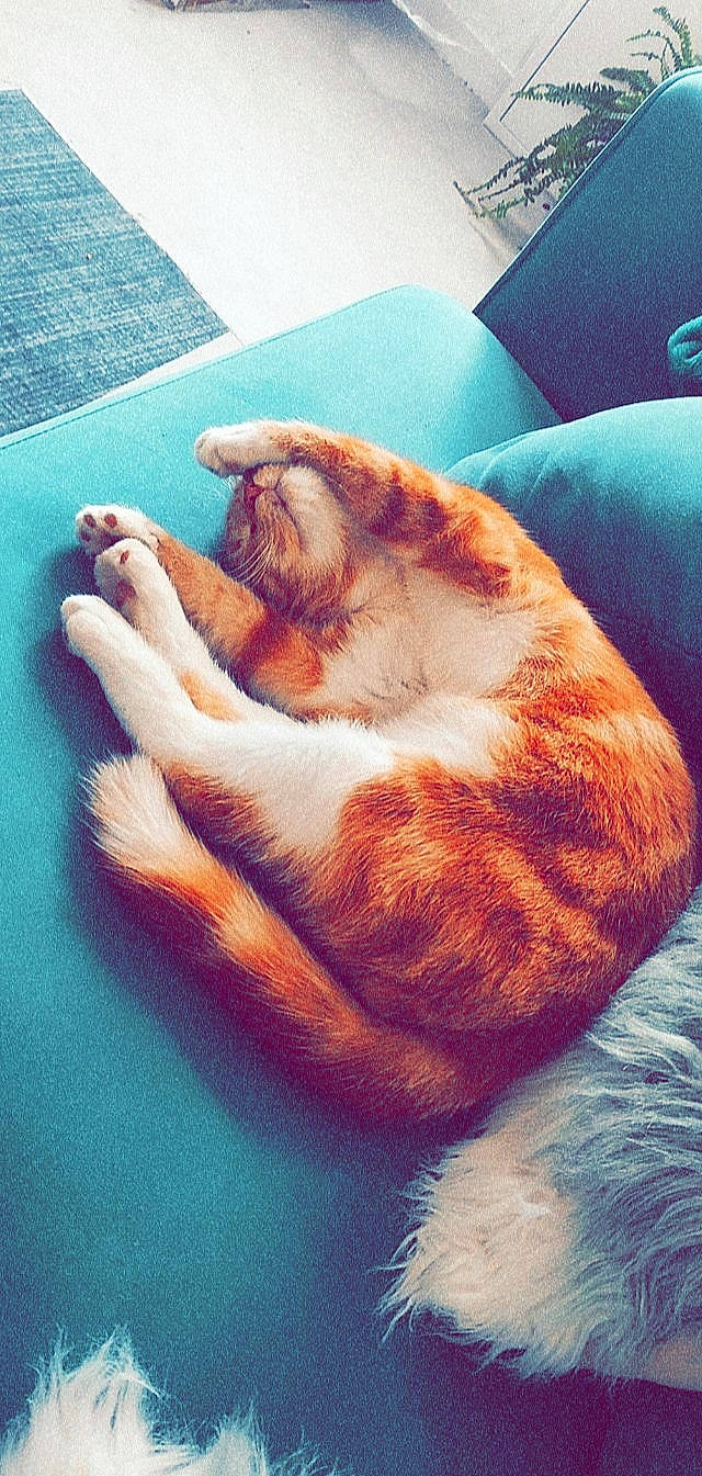 Rouquin a rejoint le concours — aidez-le/la à gagner de superbes lots ! blue, canidae, carnivore, cat, cloud, comfort, companion_dog, dog_breed, fawn, felidae, foot, gesture, human_leg, small_to_medium_sized_cats, snout, sporting_group, tail, textile, whiskers, wood