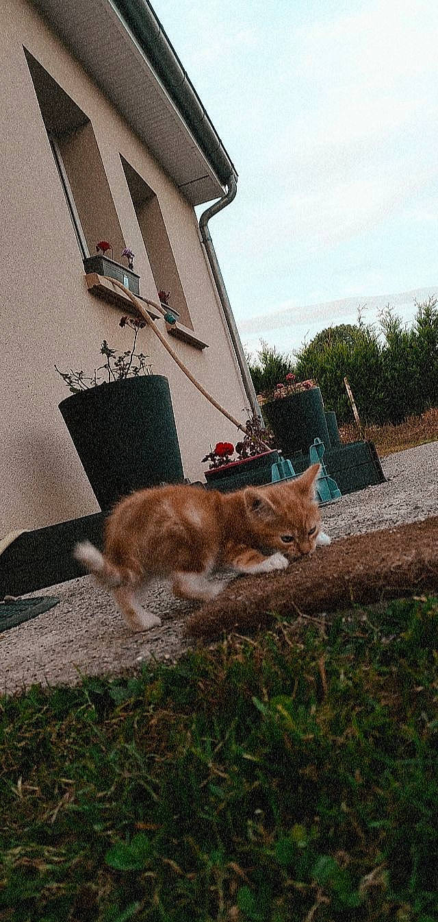 Rouquin a rejoint le concours — aidez-le/la à gagner de superbes lots ! building, carnivore, cat, chair, cloud, domestic_short_haired_cat, fawn, felidae, grass, house, plant, road_surface, sky, small_to_medium_sized_cats, sporting_group, tail, tree, whiskers, window, wood