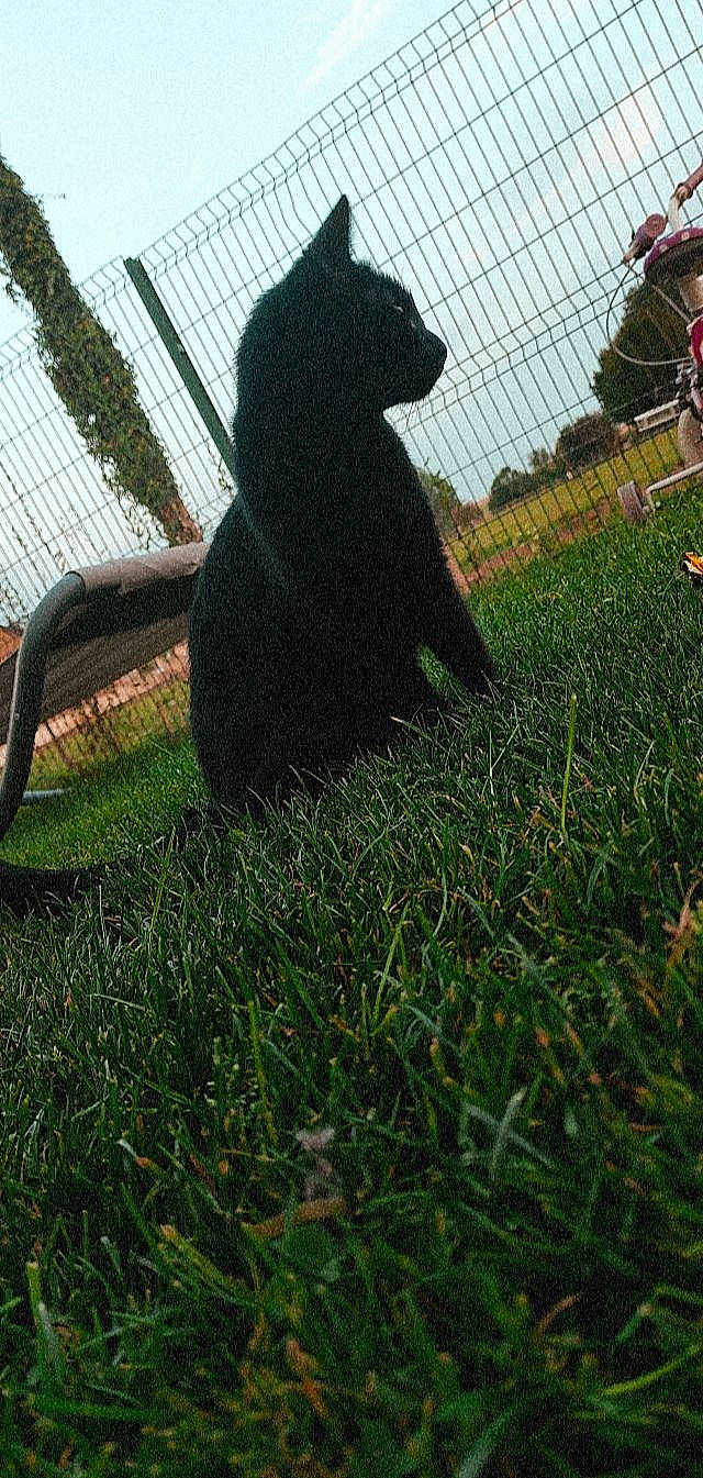 Thimon a rejoint le concours — aidez-le/la à gagner de superbes lots ! black_cat, carnivore, dog_breed, felidae, fence, grass, grass_family, mesh, plant, sky, small_to_medium_sized_cats, snout, sporting_group, tail, terrestrial_animal, tints_and_shades, tree, wheel, whiskers, wire_fencing