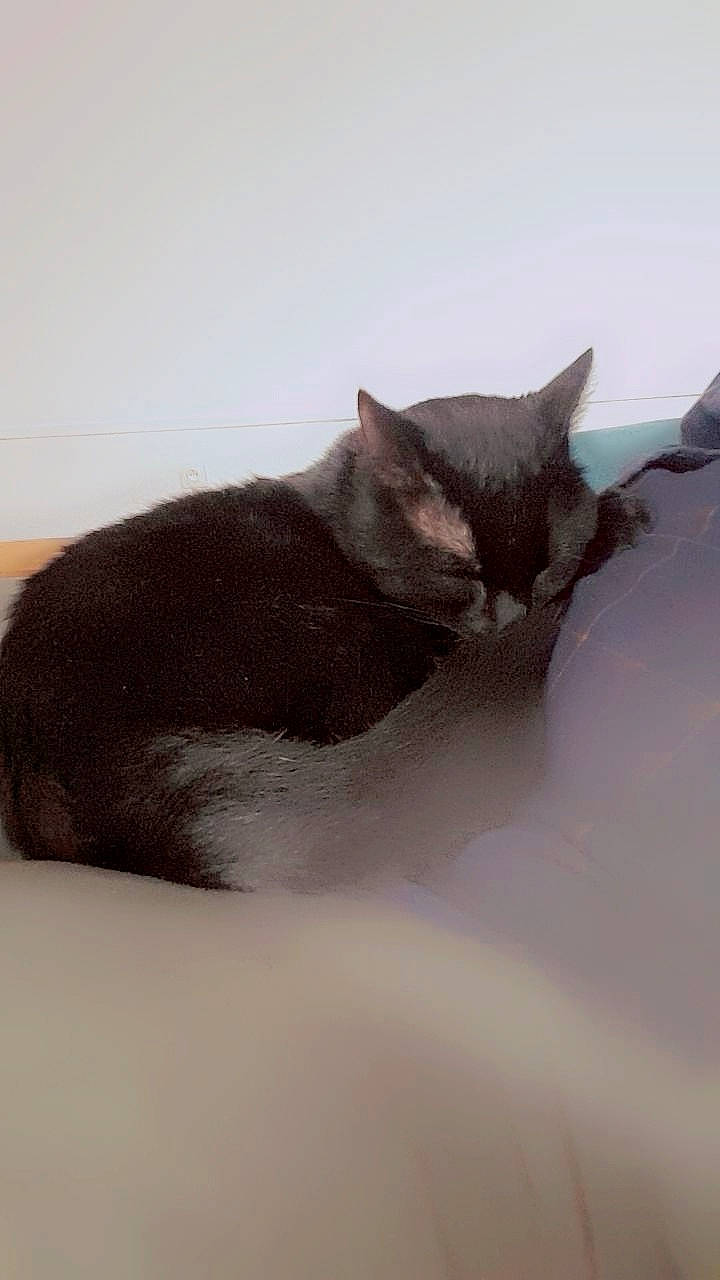 Thimon a rejoint le concours — aidez-le/la à gagner de superbes lots ! carnivore, cat, comfort, domestic_short_haired_cat, eye, felidae, freezing, fur, grey, head, paw, small_to_medium_sized_cats, snout, snow, tail, terrestrial_animal, tree, whiskers, window, winter