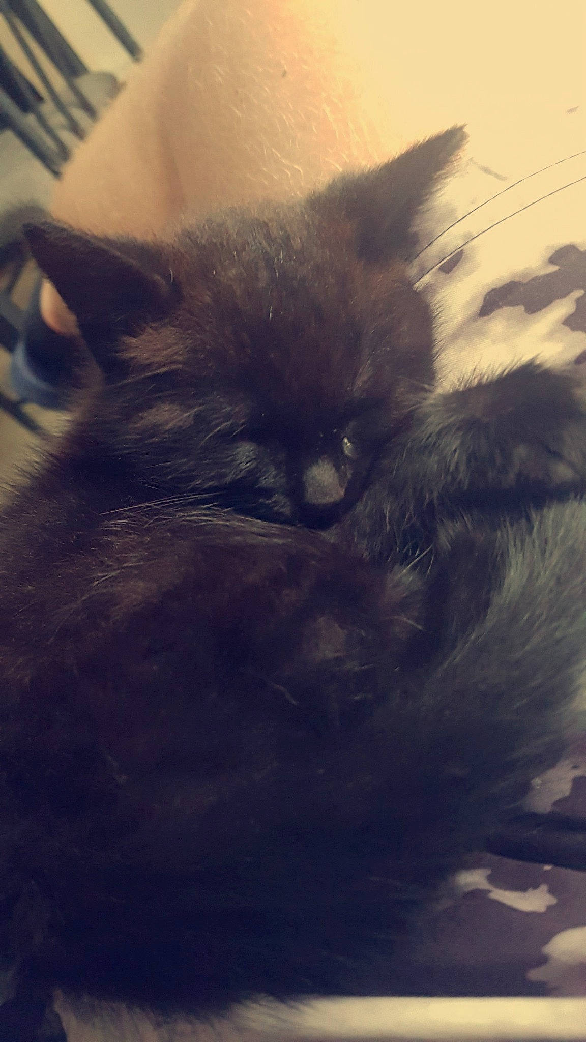 Thimon participe au concours pour gagner de l'argent avec cette photo : black_cat, carnivore, cat, cloud, domestic_short_haired_cat, felidae, fur, iris, meteorological_phenomenon, paw, sky, small_to_medium_sized_cats, snout, square, tail, tints_and_shades, whiskers, window