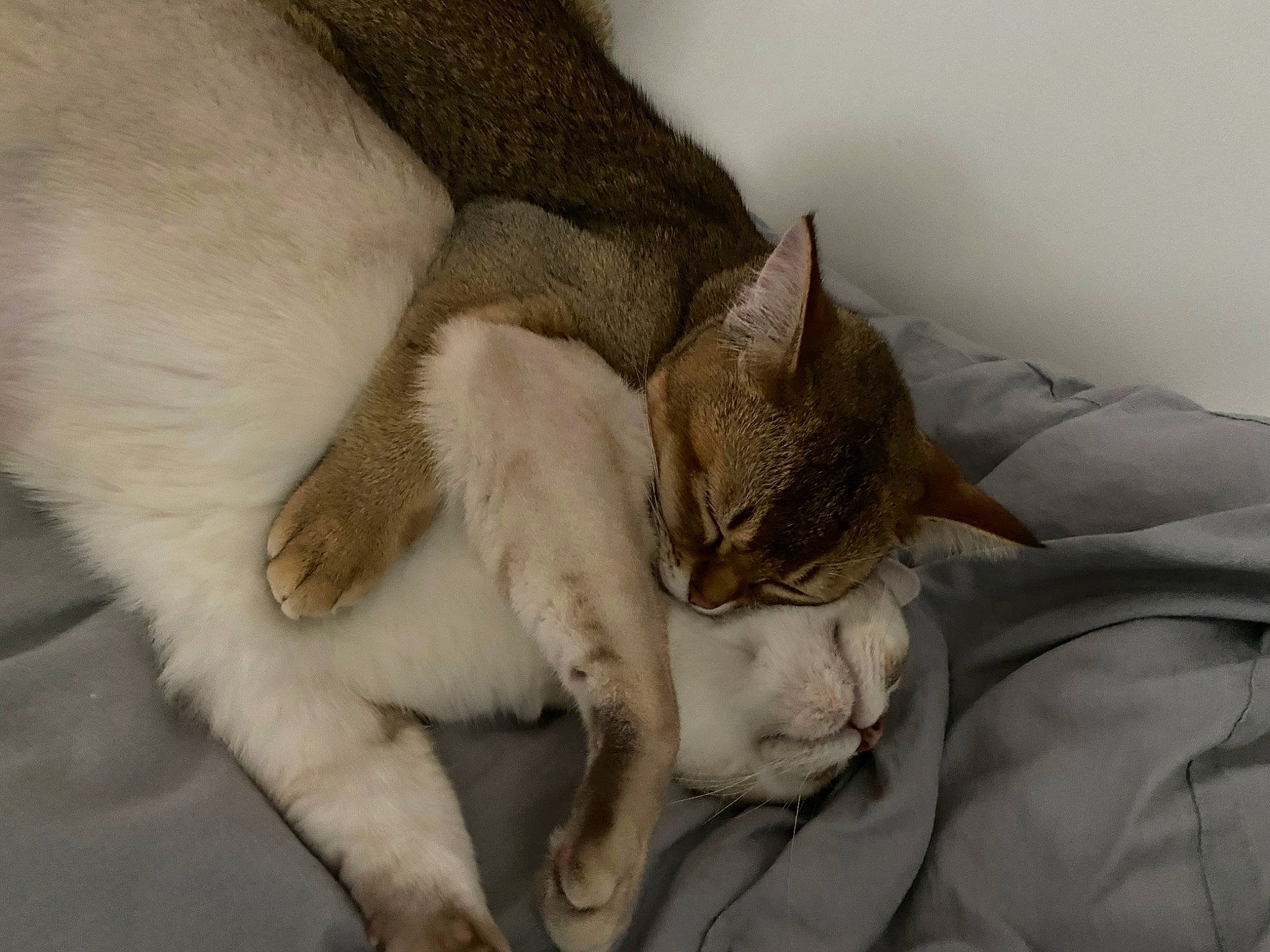 Palerme a rejoint le concours — aidez-le/la à gagner de superbes lots ! carnivore, cat, cat_supply, claw, comfort, domestic_short_haired_cat, ear, fawn, felidae, fur, linens, nap, paw, small_to_medium_sized_cats, snout, tail, terrestrial_animal, whiskers