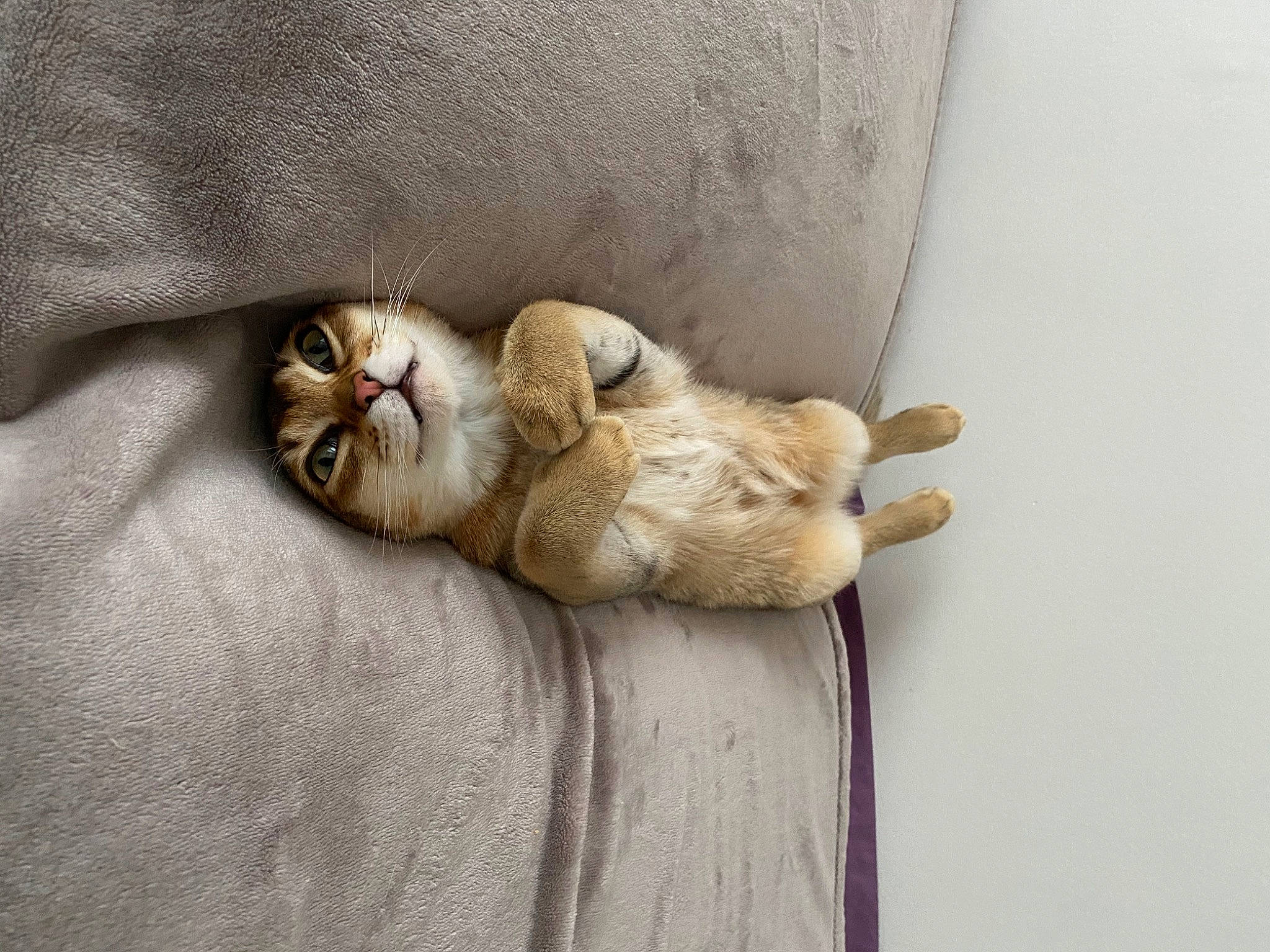 Palerme a rejoint le concours — aidez-le/la à gagner de superbes lots ! beige, canidae, carnivore, cat, claw, comfort, domestic_short_haired_cat, fawn, felidae, fur, linens, nap, paw, small_to_medium_sized_cats, snout, tail, whiskers, wood