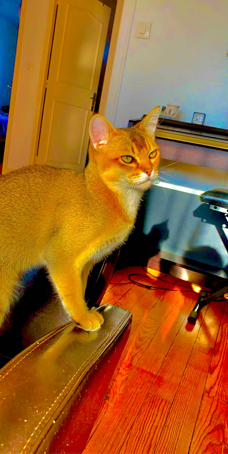 Palerme participe au concours pour gagner de l'argent avec cette photo : blue, carnivore, cat, claw, domestic_short_haired_cat, door, fawn, felidae, flooring, fur, hardwood, orange, paw, small_to_medium_sized_cats, snout, tail, terrestrial_animal, whiskers, wood, wood_flooring