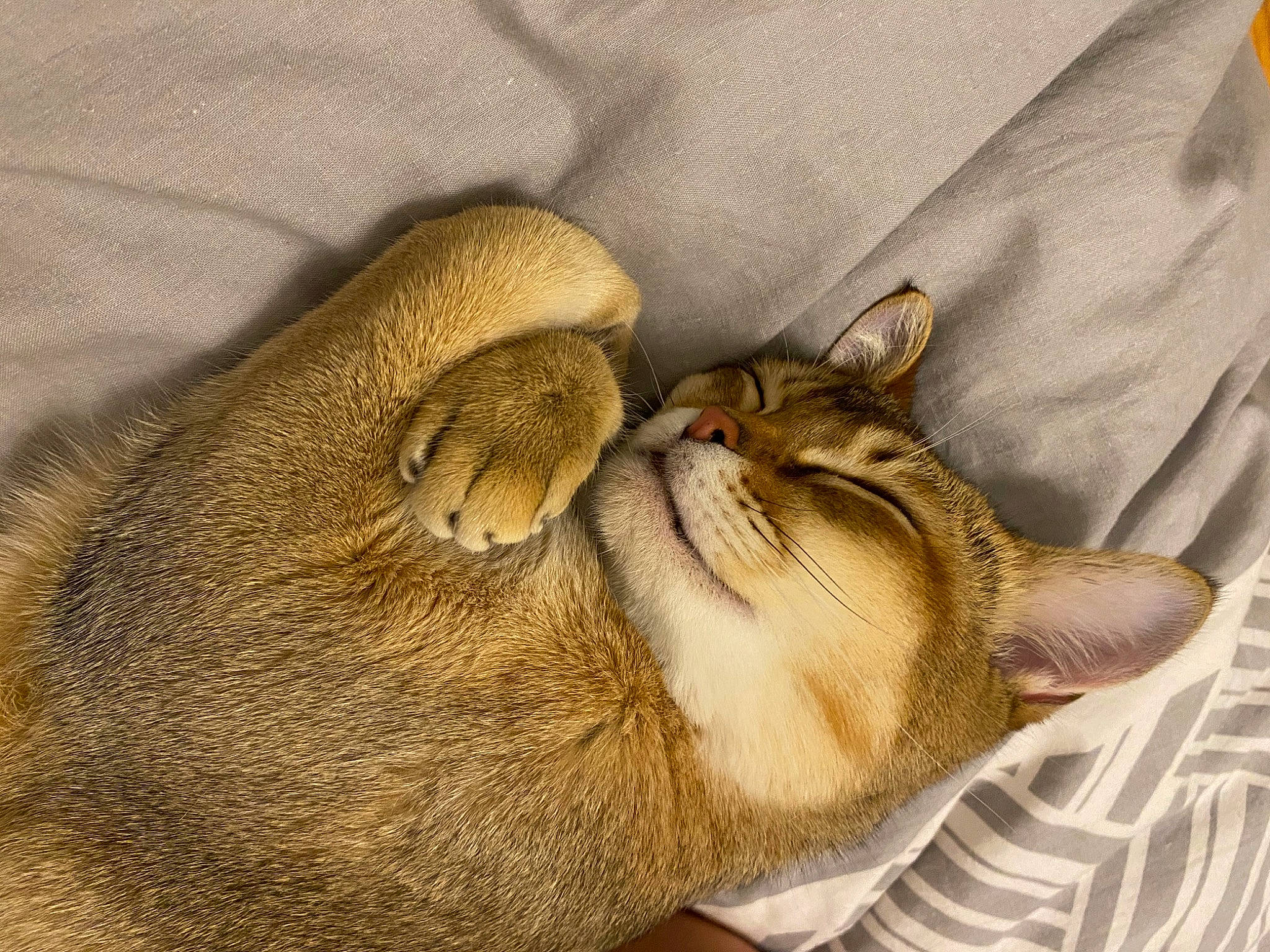 Palerme participe au concours pour gagner de l'argent avec cette photo : carnivore, cat, claw, comfort, domestic_short_haired_cat, ear, fawn, felidae, fur, gesture, jaw, linens, nap, paw, small_to_medium_sized_cats, snout, tail, terrestrial_animal, whiskers, wildlife