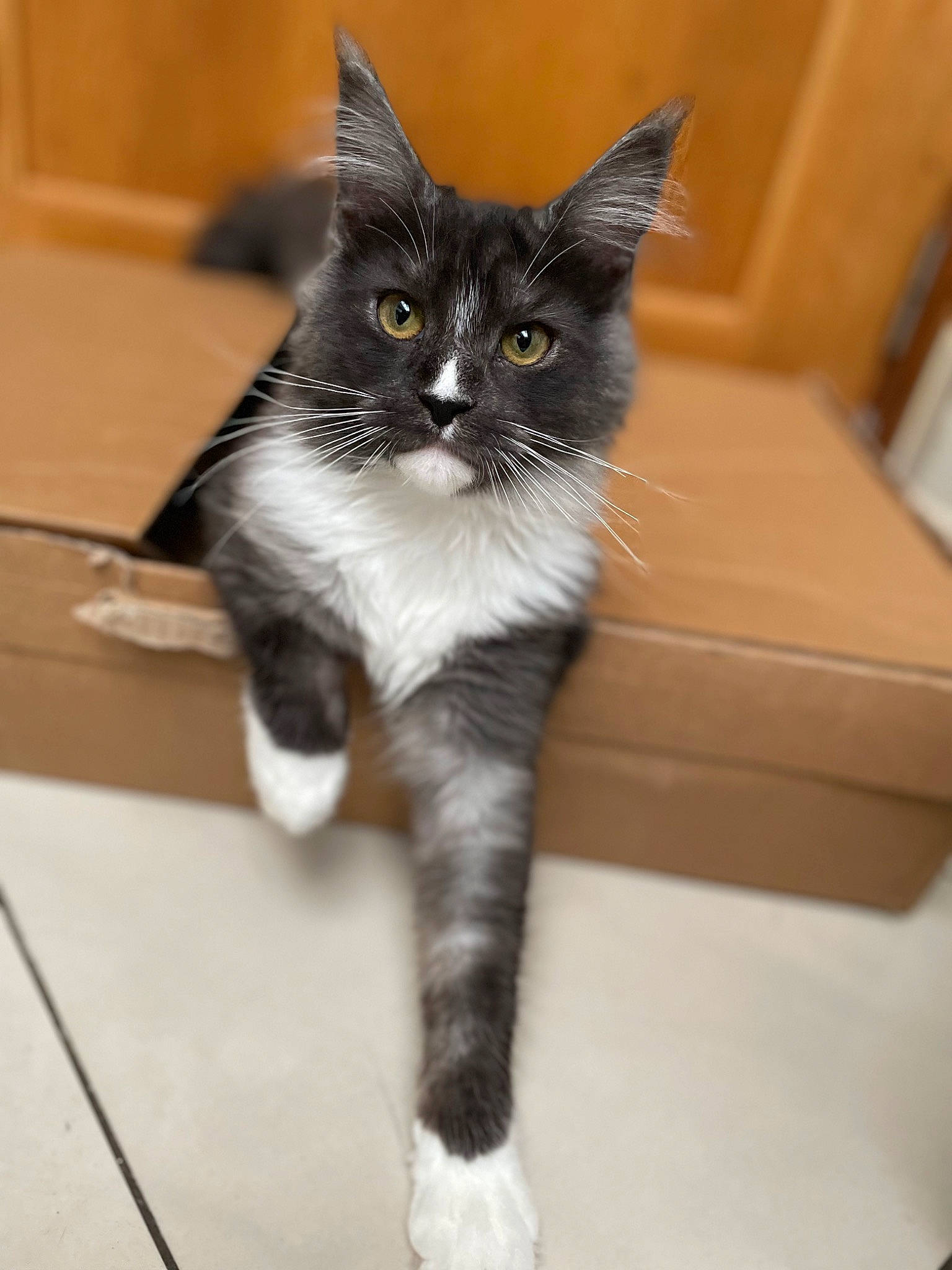 Tiana a rejoint le concours — aidez-le/la à gagner de superbes lots ! black_cat, box, carnivore, cat, claw, domestic_short_haired_cat, felidae, flooring, fur, hardwood, paw, sitting, small_to_medium_sized_cats, snout, tail, terrestrial_animal, whiskers, window