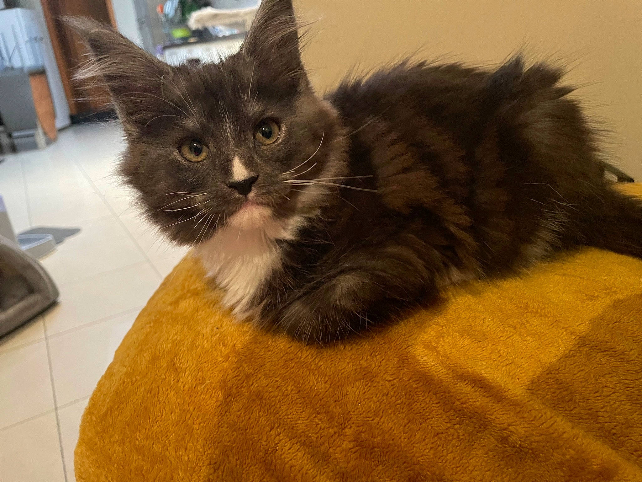 Tiana participe au concours pour gagner de l'argent avec cette photo : box, carnivore, cat, claw, comfort, domestic_short_haired_cat, fawn, felidae, flooring, fur, hardwood, laminate_flooring, paw, small_to_medium_sized_cats, snout, tail, whiskers, window, wood, wood_flooring