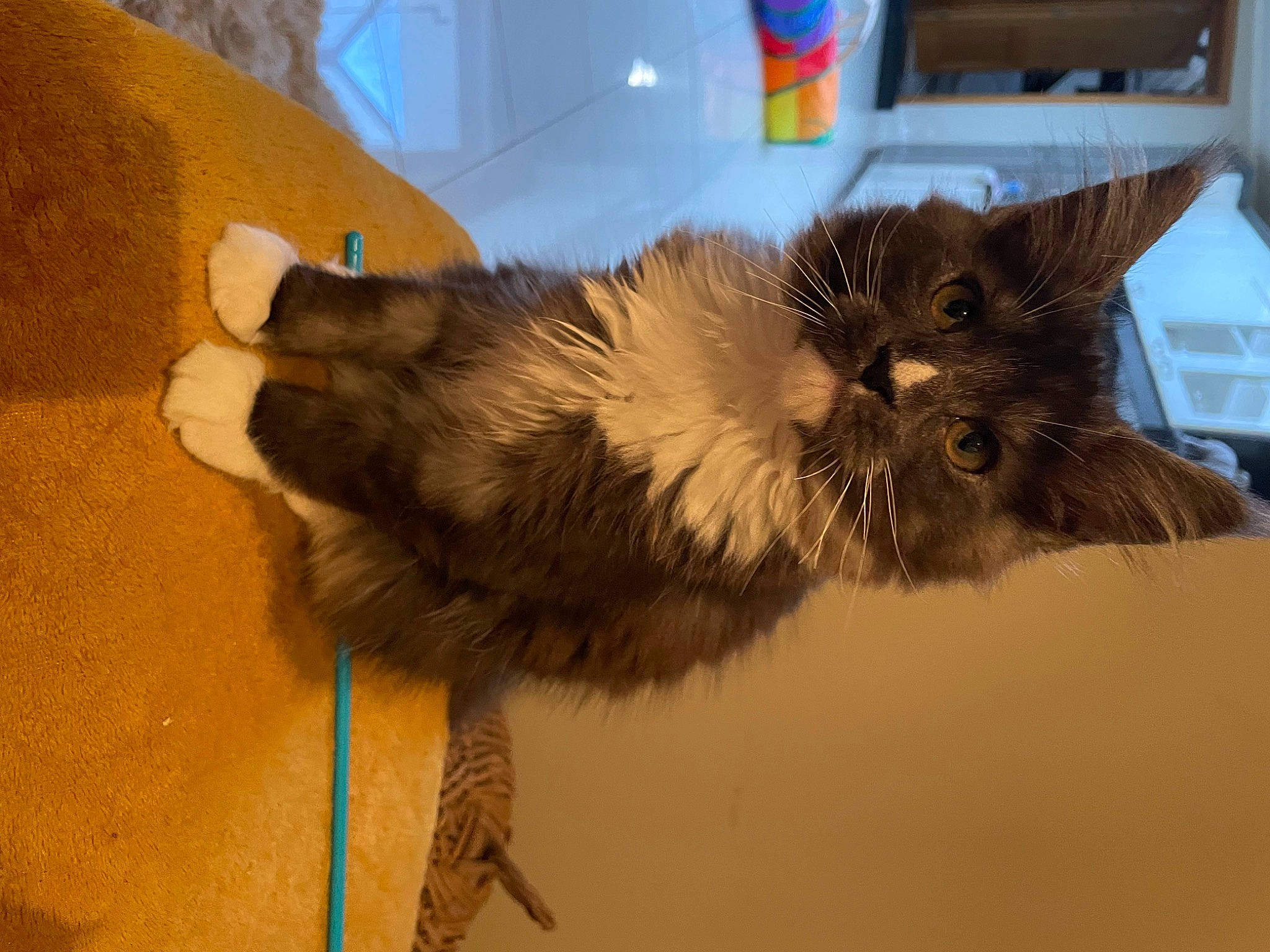 Tiana a rejoint le concours — aidez-le/la à gagner de superbes lots ! british_longhair, canidae, carnivore, cat, claw, dog_breed, domestic_short_haired_cat, fawn, felidae, fur, paw, small_to_medium_sized_cats, snout, tail, terrestrial_animal, whiskers