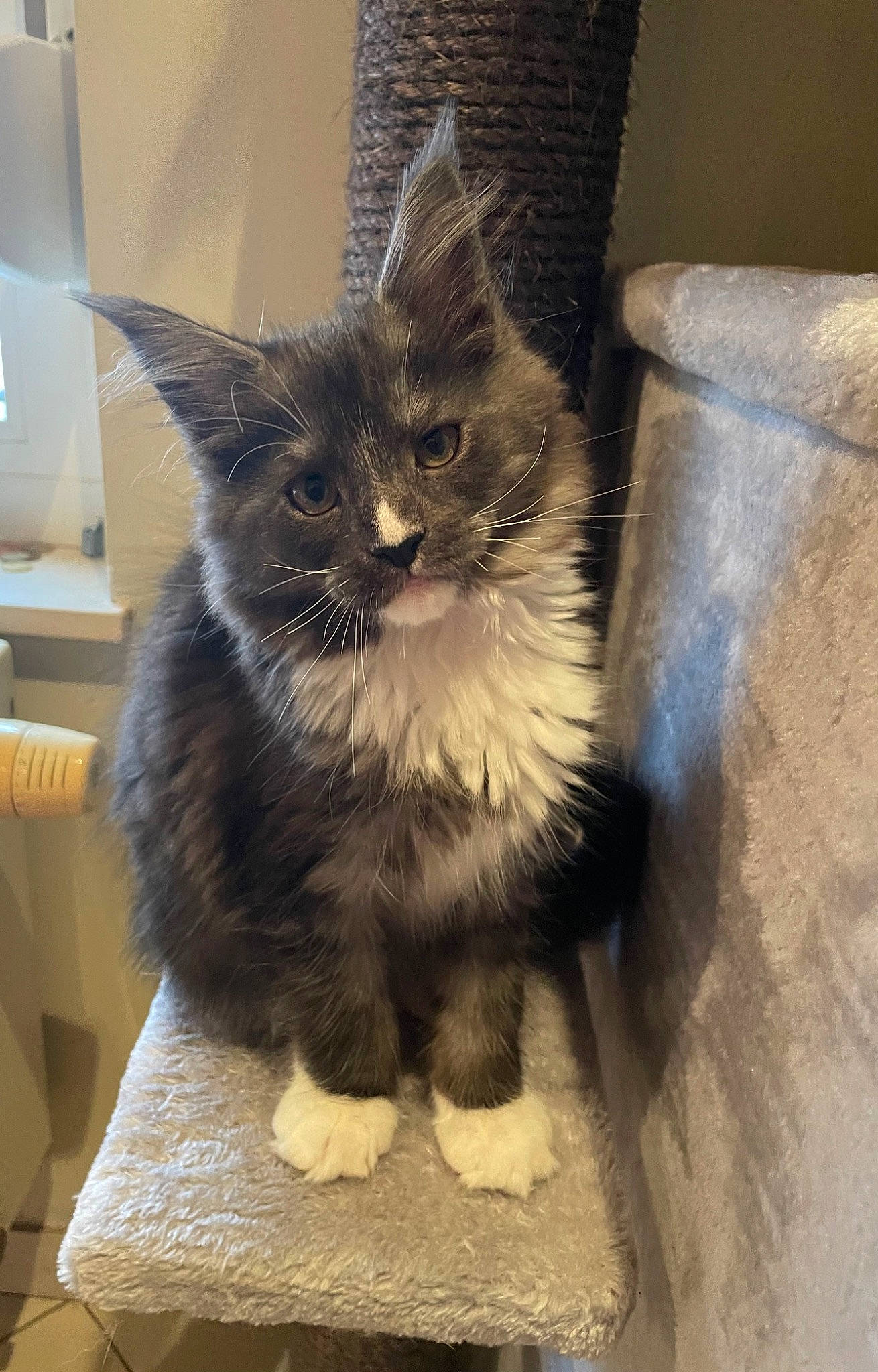 Tiana a rejoint le concours — aidez-le/la à gagner de superbes lots ! box, carnivore, cat, claw, comfort, domestic_short_haired_cat, fawn, felidae, flooring, fur, lamp, maine_coon, paw, small_to_medium_sized_cats, snout, tail, whiskers, window