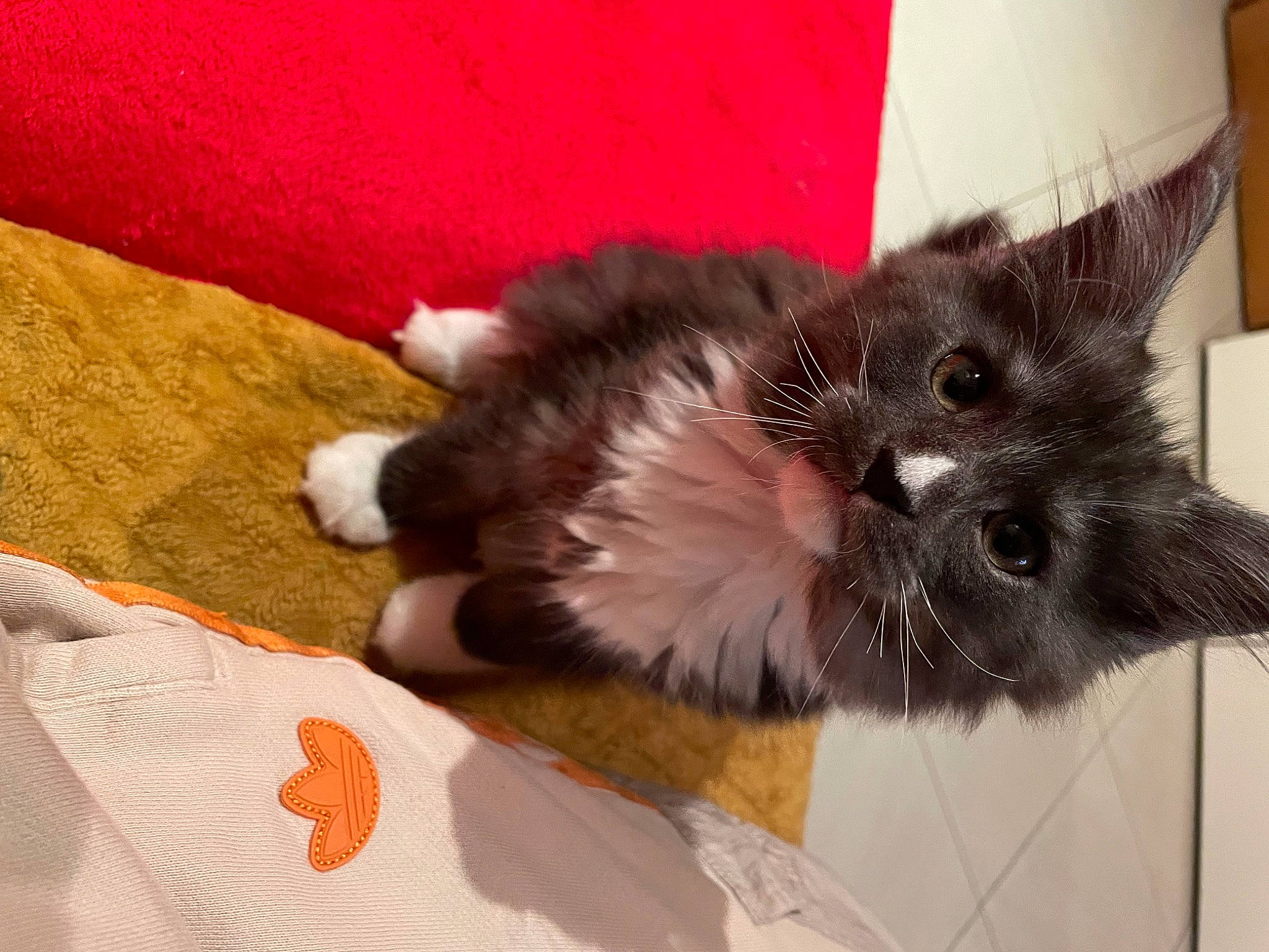 Tiana a rejoint le concours — aidez-le/la à gagner de superbes lots ! black_cat, box, carmine, carnivore, cat, cat_supply, claw, comfort, domestic_short_haired_cat, felidae, flooring, foot, fur, mammal, paw, small_to_medium_sized_cats, snout, tail, whiskers