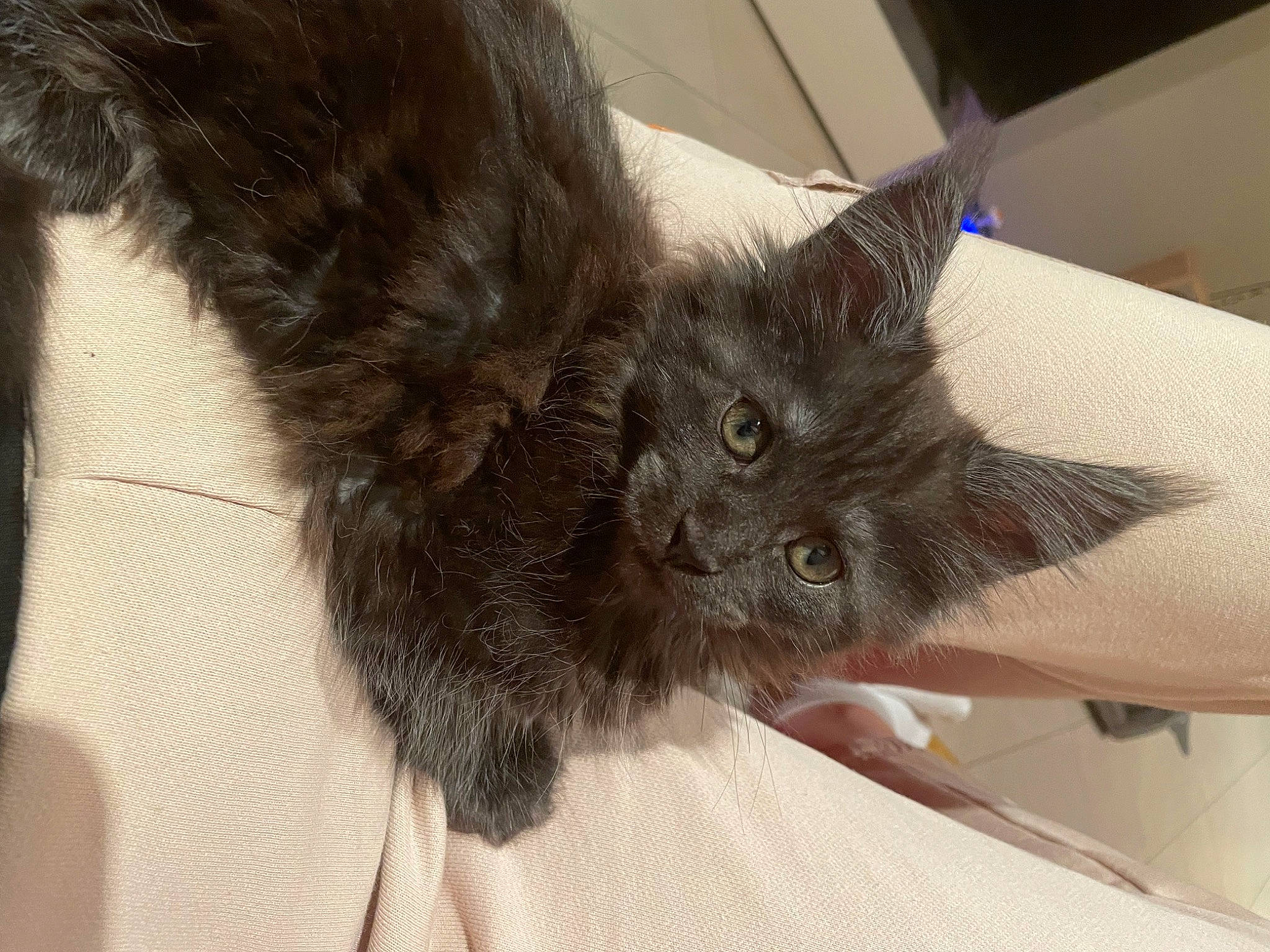 Toka a rejoint le concours — aidez-le/la à gagner de superbes lots ! black_cat, bombay, carnivore, cat, claw, comfort, domestic_short_haired_cat, ear, fawn, felidae, fur, korat, liver, paw, small_to_medium_sized_cats, snout, tail, whiskers