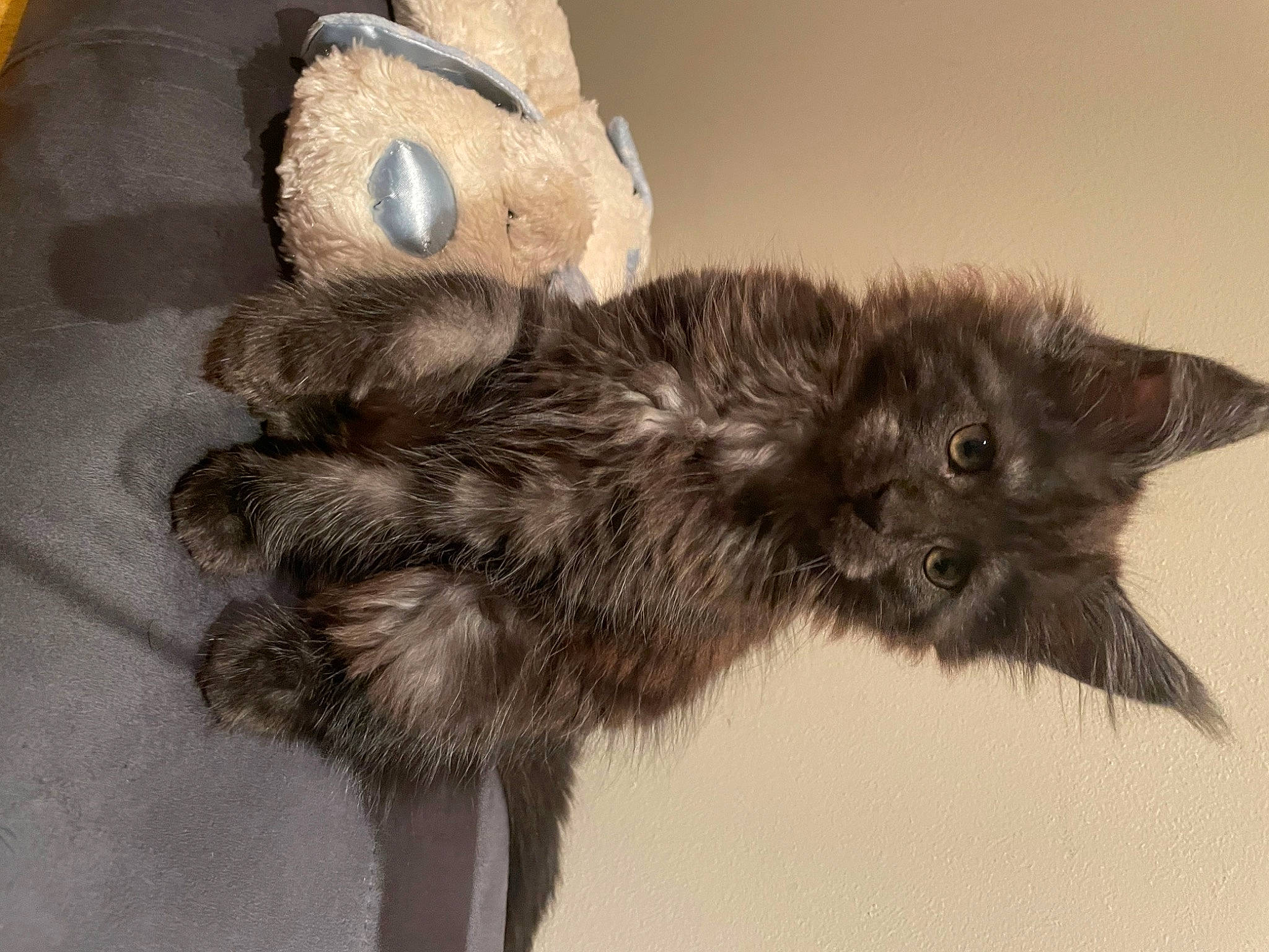 Toka a rejoint le concours — aidez-le/la à gagner de superbes lots ! carnivore, cat, claw, felidae, fur, liver, paw, small_to_medium_sized_cats, tail, terrestrial_animal, whiskers