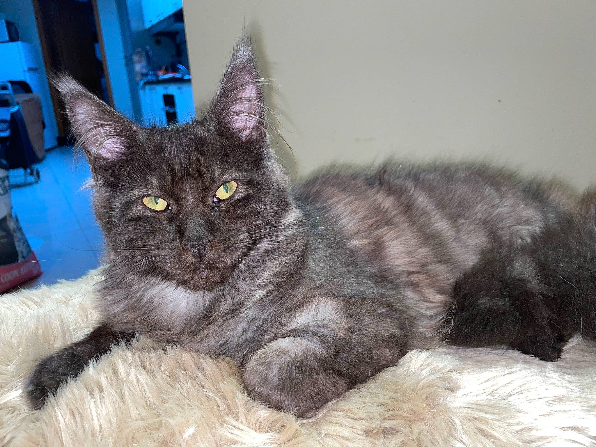 Toka participe au concours pour gagner de l'argent avec cette photo : black_cat, carnivore, cat, cat_furniture, cat_supply, claw, comfort, domestic_short_haired_cat, felidae, fur, grey, paw, small_to_medium_sized_cats, snout, tail, terrestrial_animal, whiskers, window