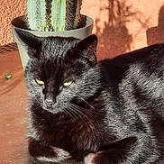 Petoche participe au concours pour gagner de l'argent avec cette photo : cat, black_cat, sunlight, cactus, plant, pot, terracotta_wall, shadow, indoor, pet, feline, relaxed, animal, whiskers, ears, fur, resting, closeup, texture, nature