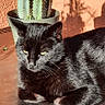 cat, black_cat, sunlight, cactus, plant, pot, terracotta_wall, shadow, indoor, pet, feline, relaxed, animal, whiskers, ears, fur, resting, closeup, texture, nature