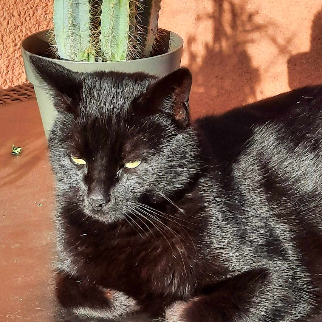 Petoche participe au concours pour gagner de l'argent avec cette photo : cat, black_cat, sunlight, cactus, plant, pot, terracotta_wall, shadow, indoor, pet, feline, relaxed, animal, whiskers, ears, fur, resting, closeup, texture, nature