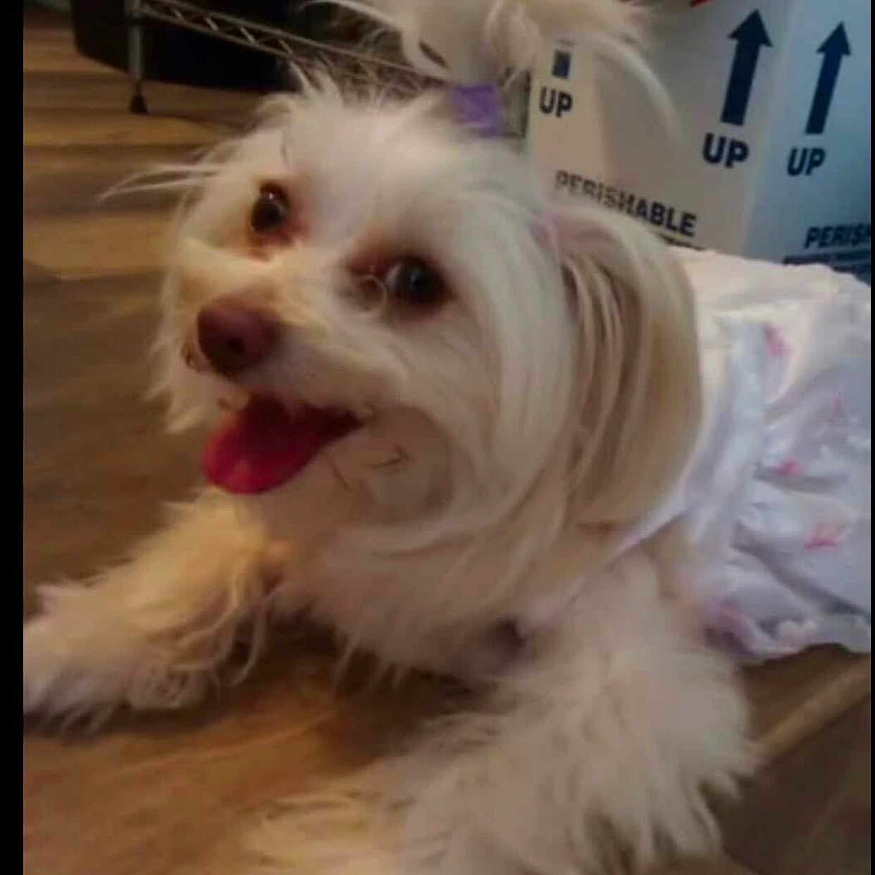 Cosita is registered to the contest to win money with this photo: animal, cardboard_box, clothing, cute, dog, floor, fluffy, happy, household, indoor, long_hair, outfit, panting, perishable, pet, small_dog, tongue_out, topknot, white_dog, wooden_floor