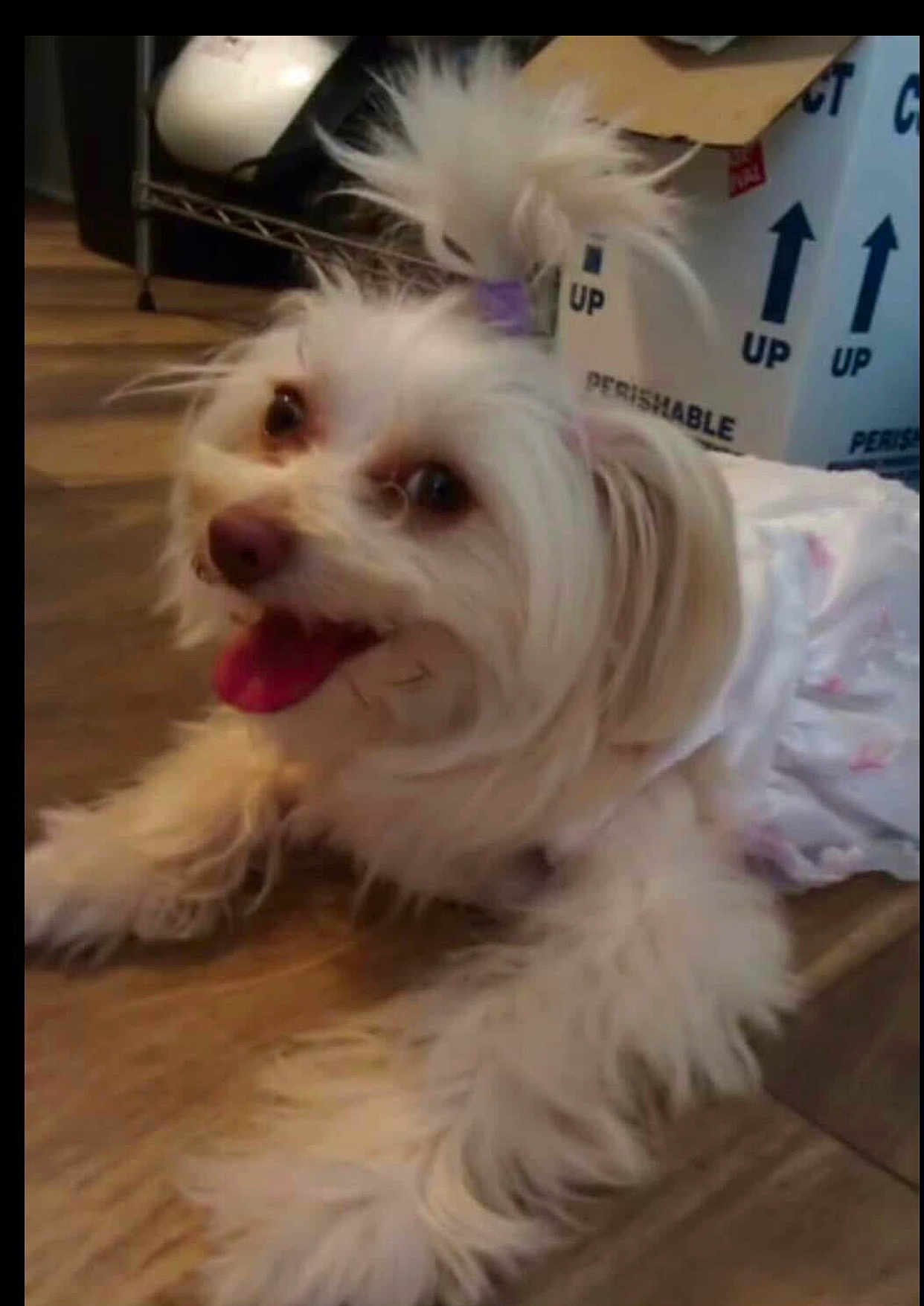 Cosita is registered to the contest to win money with this photo: dog, white_dog, fluffy, long_hair, pet, indoor, floor, wooden_floor, happy, panting, topknot, clothing, outfit, cardboard_box, perishable, tongue_out, cute, small_dog, household, animal