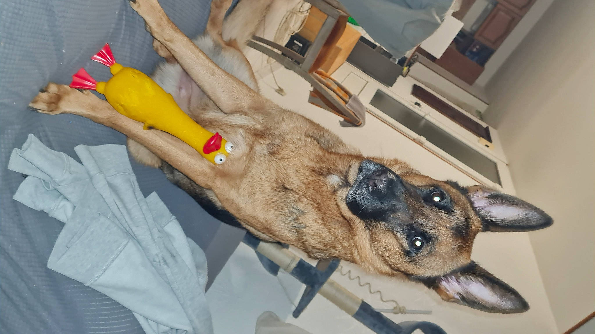 Roxane participe au concours pour gagner de l'argent avec cette photo : aircraft, canidae, carnivore, companion_dog, dog, dog_breed, fawn, foot, fur, german_shepherd_dog, guard_dog, human_leg, jaw, paw, plastic, sporting_group, whiskers, wood, working_animal, working_dog