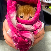 Edna joined the competition — help win amazing prizes! animal, cat, comfort, cozy, cute, face_peeking, fur, hands, holding, indoor, kitten, orange_cat, person, pet, pink_cloth, small, soft, tie_dye, wrapped, young