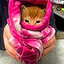 animal, cat, comfort, cozy, cute, face_peeking, fur, hands, holding, indoor, kitten, orange_cat, person, pet, pink_cloth, small, soft, tie_dye, wrapped, young