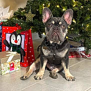 Goomba joined the competition — help win amazing prizes! french_bulldog, dog, christmas_tree, gift_bags, gift_box, holiday, indoor, pet, decorations, festive, lights, floor, tile, animal, ears, collar, tag, cute, sitting, portrait