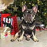 french_bulldog, dog, christmas_tree, gift_bags, gift_box, holiday, indoor, pet, decorations, festive, lights, floor, tile, animal, ears, collar, tag, cute, sitting, portrait