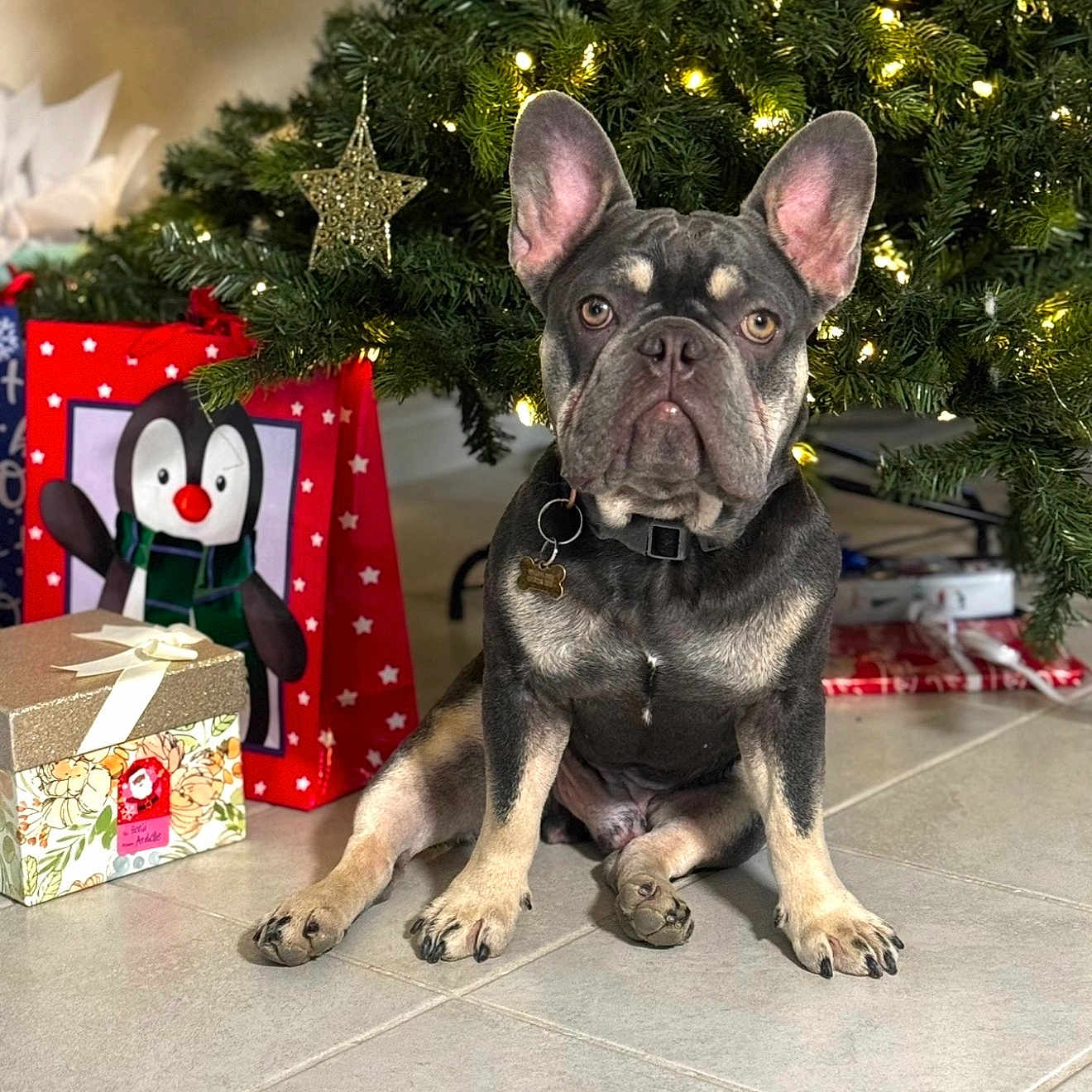 Goomba joined the competition — help win amazing prizes! french_bulldog, dog, christmas_tree, gift_bags, gift_box, holiday, indoor, pet, decorations, festive, lights, floor, tile, animal, ears, collar, tag, cute, sitting, portrait