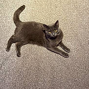 Daisy is registered to the contest to win money with this photo: animal, carpet, cat, close_up, curious, cute, domestic_animal, feline, fur, gray_cat, indoor, lying_down, mammal, paw, pet, portrait, relaxed, tail, whiskers, yellow_eyes