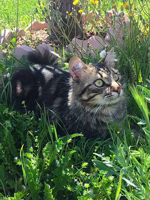 Gaspard participe au concours pour gagner de l'argent avec cette photo : carnivore, cat, domestic_short_haired_cat, fawn, felidae, flower, flowering_plant, fur, grass, grass_family, groundcover, organism, plant, shrub, small_to_medium_sized_cats, tail, terrestrial_animal, vegetation, vertebrate, whiskers