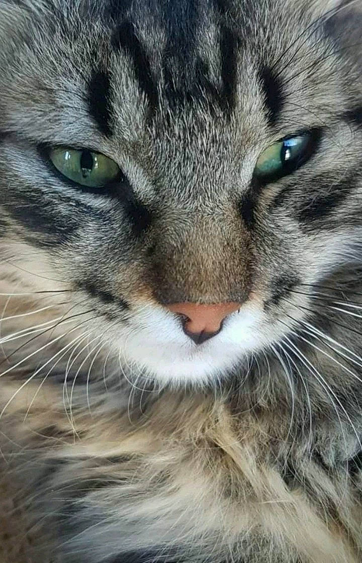 Gaspard a rejoint le concours — aidez-le/la à gagner de superbes lots ! carnivore, cat, close_up, curious, domestic_short_haired_cat, door, eye, felidae, fur, grass, grey, head, paw, small_to_medium_sized_cats, snout, terrestrial_animal, tree, whiskers, wildlife, window