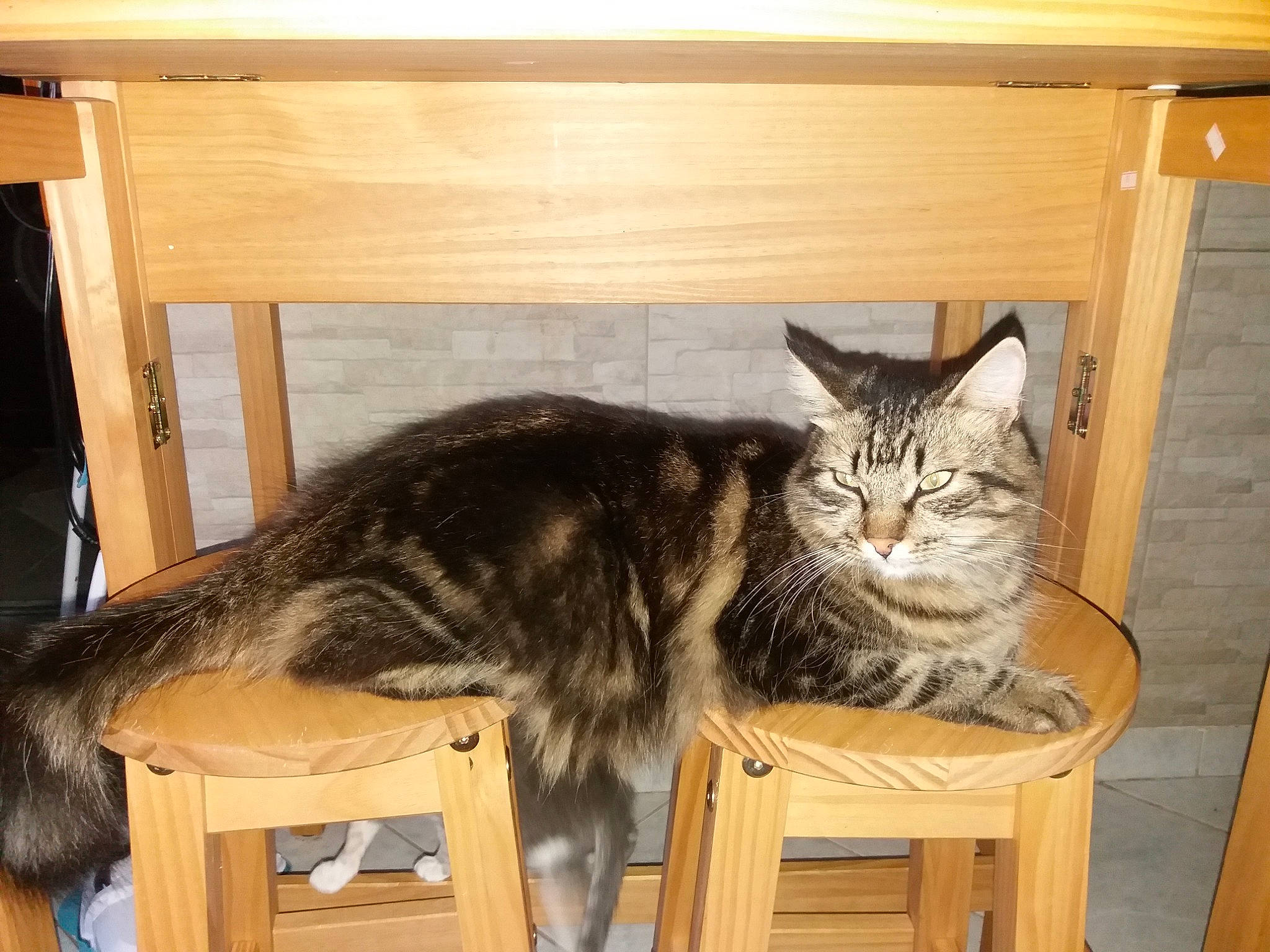 Gaspard participe au concours pour gagner de l'argent avec cette photo : box, carnivore, cat, desk, domestic_short_haired_cat, drawer, felidae, fur, hardwood, room, shelf, shelving, small_to_medium_sized_cats, table, tail, whiskers, wood, wood_stain