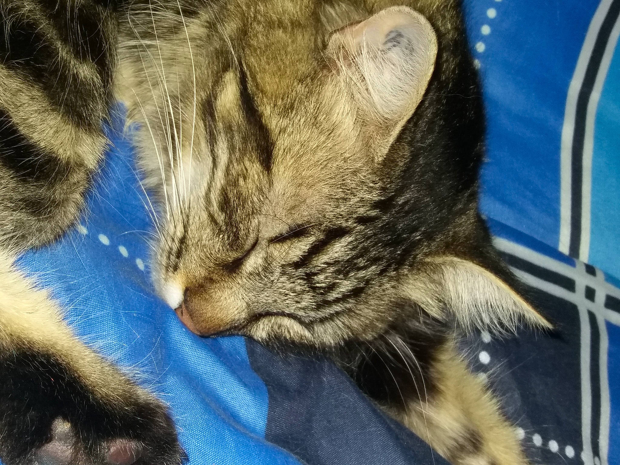 Gaspard participe au concours pour gagner de l'argent avec cette photo : carnivore, cat, claw, close_up, comfort, domestic_short_haired_cat, electric_blue, felidae, fur, nap, paw, sleep, small_to_medium_sized_cats, snout, tail, terrestrial_animal, whiskers, wildlife