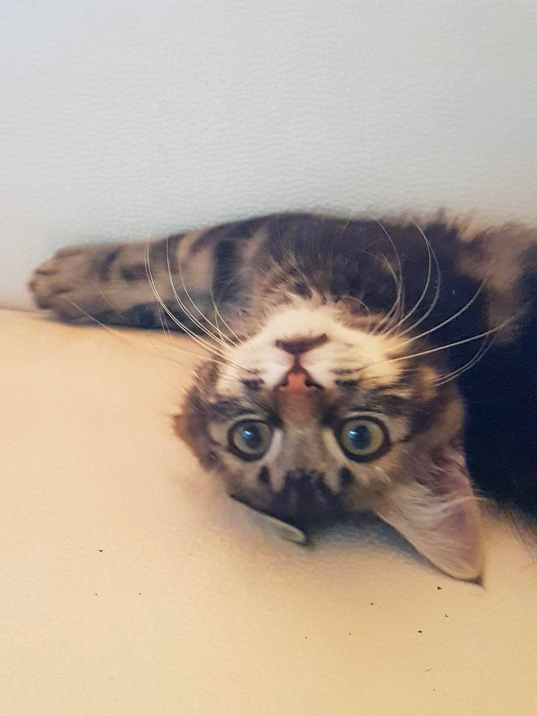 Gaspard a rejoint le concours — aidez-le/la à gagner de superbes lots ! carnivore, cat, claw, domestic_short_haired_cat, eye, fawn, felidae, foot, fur, moustache, paw, sand, small_to_medium_sized_cats, snout, tail, terrestrial_animal, whiskers, wildlife, wood