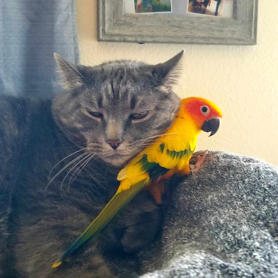 Duffus joined the competition — help win amazing prizes! animal, architecture, beak, bird, building, cat, couch, face, furniture, head, macaw, parakeet, parrot, person, pet, photoframe, photography, plant, portrait, pottedplant