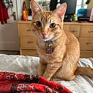 Dobby joined the competition — help win amazing prizes! animal, bed, blanket, cat, collar, computer, curious, cute, dresser, ears, eyes, furniture, home, indoor, monitor, orange_tabby, pet, soft_light, tail, whiskers