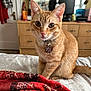 animal, bed, blanket, cat, collar, computer, curious, cute, dresser, ears, eyes, furniture, home, indoor, monitor, orange_tabby, pet, soft_light, tail, whiskers