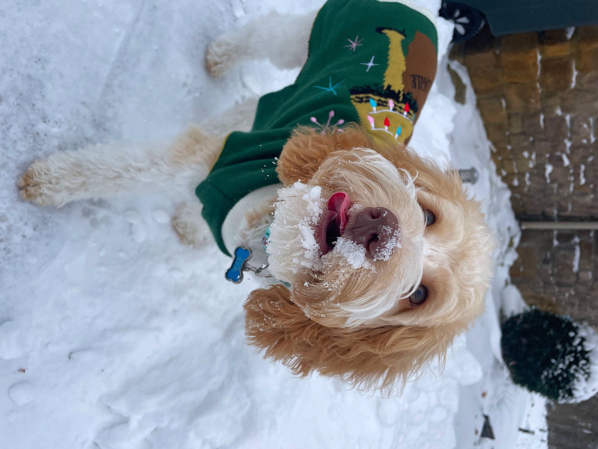 Bruce is registered to the contest to win money with this photo: canidae, carnivore, collar, companion_dog, dog_breed, dog_clothes, dog_collar, dog_supply, fawn, feather, freezing, goggles, hat, snout, snow, sporting_group, sunglasses, toy, wool, working_animal