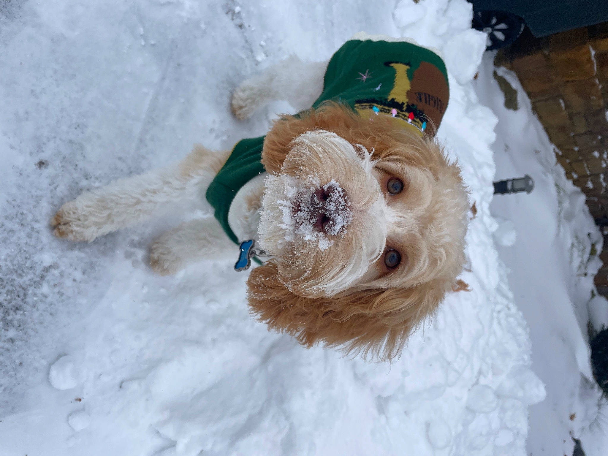 Bruce joined the competition — help win amazing prizes! carnivore, companion_dog, dog, dog_breed, dog_clothes, dog_collar, dog_supply, event, eyewear, fashion_accessory, fawn, freezing, fur, goggles, hat, snow, sunglasses, toy, winter, yorkshire_terrier