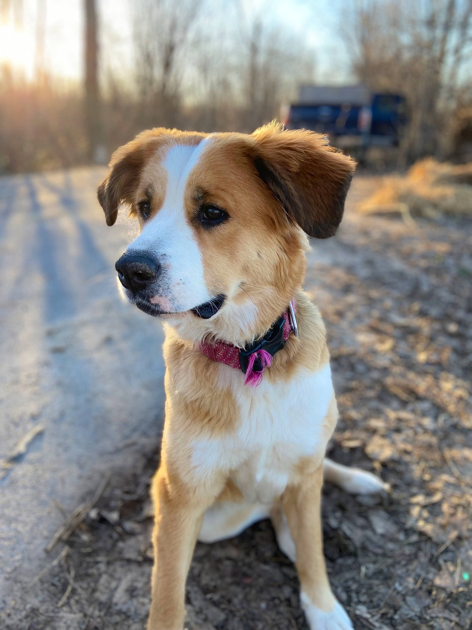 Maggie joined the competition — help win amazing prizes! canidae, carnivore, collar, companion_dog, dog, dog_breed, dog_collar, fawn, fur, leash, plant, road_surface, sky, sporting_group, street_dog, tail, tree, whiskers, working_animal, working_dog